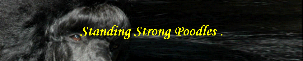 Standing Strong Poodles .